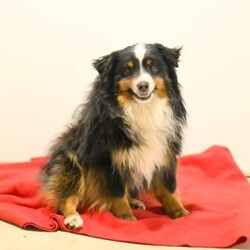 Ollie/Miniature Australian Shepherd									Puppy/Male	/34 Weeks,Ollie is a sweet natured Miniature Australian Shepherd puppy who is great with kids and can be registered with the ASDR. This playful boy is friendly and charming! He is well socialized, family raised with children, and ready to be the best addition to his forever family! Ollie will be seen by a vet and kept up to date on shots and de-wormer. He’ll also come home with a health guarantee provided by the breeders.