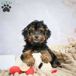 Duke/Yorkie									Puppy/Male	/13 Weeks,Are you looking for an awesome puppy? This one would love to be your buddy !! Bred to bring joy and love to your life .This youngster is waiting on you .