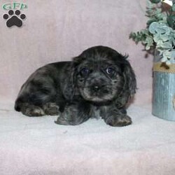 Lavendar/Cocker Spaniel									Puppy/Female	/August 27th, 2025,Are you looking for a classic family dog who was born to be snuggled? This Cocker Spaniel puppy has had all the love and attention from our family starting on day one and is ready to have a forever family to share puppy kisses with! Each puppy comes up to date on shots and dewormer, has been vet checked, and comes with an extended health guarantee for your peace of mind! The mother Lily is our family dog and she is a great momma to her puppies teaching them how to play and explore. If you are looking for the ideal family dog contact us today to learn how you can make this puppy your own!