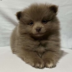 Ronnie/Pomeranian									Puppy/Male	/8 Weeks,Come meet Ronnie! This handsome guy is sure to please with everything he does. From playing with his toys to being super intelligent. He is raised in a clean and loving environment and is well socialized with adults and children as well as various other animals. He is vet checked to ensure good health and is up to date on vaccines and deworming. We also offer a health guarantee. Feel free to call or text with any questions and I will be happy to answer:) all Sunday inquiries will be returned Monday morning at my earliest convenience. Delivery is also an option 