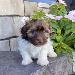 Nick/Havanese									Puppy/Male	/9 Weeks,   Looking for a puppy that’s as loving as he is adorable? Meet Nick, a Purebred AKC Registered Havanese with a gorgeous chocolate sable & white coat and the sweetest puppy eyes! Vet Checked & Healthy Up to Date on Shots & Dewormings Microchipped for Safety Comes with a Health Guarantee Delivery Available right to your door! Nick’s soft, fluffy coat and affectionate personality make him the perfect cuddle buddy and family companion. Whether playing or snuggling, he’s sure to steal your heart! Contact us today to reserve your new best friend!