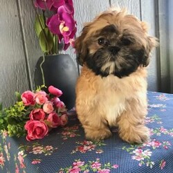 Jasmine- teacup/Shih-Poo									Puppy/Female	/18 Weeks,She is beautiful small won’t get any bigger then 5 pounds. She is jet black and ready to fill your home with love. They are raised indoors with our Maine Coon kittens and adults. Very well socialized and sweet