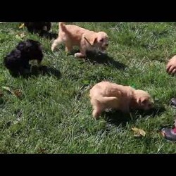 Jack/Cavachon									Puppy/Male	/July 25th, 2025,Get ready to fall in love with this adorable Cavachon puppy, Jack! He is super bubbly, and both of his parents are available to meet. Jack is already vet checked and up to date on shots & wormer, plus the breeder provides a 30-day health guarantee. Also, he is family-raised with children and well-socialized, making him the perfect fit for anyone interested in adopting.