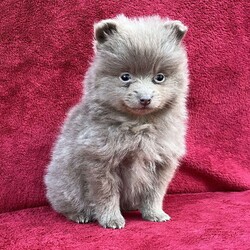 Rita/Pomeranian									Puppy/Female	/8 Weeks,Come meet Rita! She is an absolute sweetheart and loves cuddles! She will be sure to not disappoint from playing with her toys to being super intelligent with her training. She is raised in a clean and loving environment and is well socialized with adults and children as well as various other animals. She is vet checked to ensure good health and is up to date on vaccines and deworming. We also offer a health guarantee. Feel free to call or text and I will be happy to answer:) delivery is also an option. Any Sunday inquiries will be returned Monday morning at my earliest convenience 