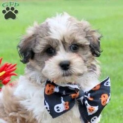 Grant/Teddy Bear									Puppy/Male	/10 Weeks,This precious Shichon puppy will win you over with his charisma and charm! Grant is a bubbly boy who is well socialized and great with kids. He is being raised by a family with children and is ready to make your acquaintance! Grant has been seen by a vet and is up to date on shots and de-wormer, plus he comes home with a health guarantee provided by the breeder. Are you interested in this petite pooch?