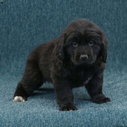 Polly/Newfoundland									Puppy/Female	/10 Weeks,Hello there! I’m Polly, a beautiful Black Newfoundland puppy! Polly is the perfect addition to any family. Don’t miss the opportunity to bring home this delightful Newfoundland puppy! Polly is a typical Newfy, playful and curious! I would love to fill your home with all of my puppy love! I have been vet checked, and I am up to date on vaccinations and dewormings and will come with a one year genetic health guarantee and AKC registration. You’re welcome to stop by and look at these lovely Newfoundlands anytime and see for yourself how much love they get! See attached video!