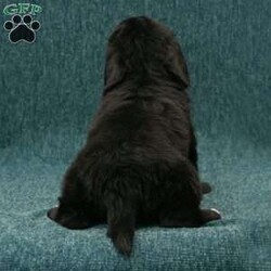 Polly/Newfoundland									Puppy/Female	/10 Weeks,Hello there! I’m Polly, a beautiful Black Newfoundland puppy! Polly is the perfect addition to any family. Don’t miss the opportunity to bring home this delightful Newfoundland puppy! Polly is a typical Newfy, playful and curious! I would love to fill your home with all of my puppy love! I have been vet checked, and I am up to date on vaccinations and dewormings and will come with a one year genetic health guarantee and AKC registration. You’re welcome to stop by and look at these lovely Newfoundlands anytime and see for yourself how much love they get! See attached video!