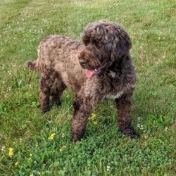 Tally/Portuguese Water Dog									Puppy/Female	/62 Weeks,Meet Tally, an adorable Portuguese Water Dog — the perfect blend of brains, beauty, and affection! This little bundle of fluff is full of playful energy and sweet cuddles.
