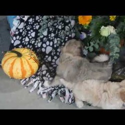 Lily/Havanese									Puppy/Female	/August 9th, 2025,Meet your new BFF, Lily! This fluffy Havanese puppy is vet checked & up to date on shots & wormer. He is registered with the ACA, plus comes with a health guarantee provided by the breeder! Lily is well socialized & currently being family raised with children!