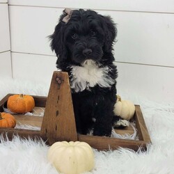 Raven/Portuguese Water Dog									Puppy/Female	/September 13th, 2025,Raven is a very outgoing busy little girl that is always full of mischief!She loves to play in the leaves but is always ready for a good snuggle after her playtime.She is up to date on vaccinations and wormer.parents have both been health tested and are clear .please feel free to call or text for more info