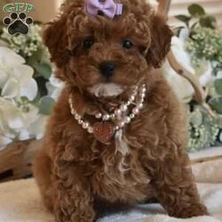 Coco/Toy Poodle									Puppy/Female	/15 Weeks,Beautiful AKC Registered litter of Red Poodle pups now ready to go to their new homes, they have age appropriate vaccinations and deworming, they are also Microchipped and Registered, my Pups will be in the 6 to 8lbs Range, they have been fed premium food and bottled water since being weaned, we have started on potty training getting them use to going potty on potty pads, and now that they have been vaccinated they can start to learn to go potty outside, they all have playful sweet loving personalities, they are not Yappy at all, very loving and silly and not hyperactive, each pup will come with all paperwork and registration papers etc as well as a puppy starter kit that will include, new feeding bowl, treats, toys, starter food, potty training pads etc, You are welcome to come to my home meet the pups and their parents and see if its a good fit, if you are not in the area meeting at a halfway point can be arranged if its within a 3hr drive, if shipping is needed shipping to any major airport can be arranged with the pup escorted by a shipping nanny for an additional $650, call or text if you would like to come see the pups, thanks