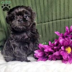 Hazel/Shih Tzu									Puppy/Female	/12 Weeks,Hazel is a very Lively and well socialized puppy. She has a beautiful blue coat plus an AKC registration and is tested with embark. Please contact us to make sweet Hazel your  very own puppy!