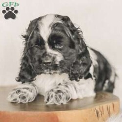 Mona/Cocker Spaniel									Puppy/Female	/8 Weeks,Meet our AKC Cocker Spaniel puppies! They are family raised and love to follow our three year old everywhere! 