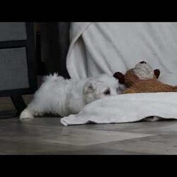 Riley/Maltese									Puppy/Male	/10 Weeks,Hi there! I’m Riley — a tiny Maltese puppy with a big, happy heart! My soft, fluffy white coat and bright button eyes make it hard for anyone to resist picking me up for cuddles. I love to bounce around, chase my toys, and show off my playful side, but I’m just as happy curling up in your lap for a cozy nap. I’m full of love, sweetness, and charm — and I can’t wait to find a forever family to share all my puppy snuggles and tail wags with!