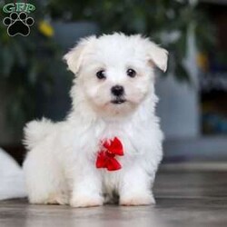 Riley/Maltese									Puppy/Male	/10 Weeks,Hi there! I’m Riley — a tiny Maltese puppy with a big, happy heart! My soft, fluffy white coat and bright button eyes make it hard for anyone to resist picking me up for cuddles. I love to bounce around, chase my toys, and show off my playful side, but I’m just as happy curling up in your lap for a cozy nap. I’m full of love, sweetness, and charm — and I can’t wait to find a forever family to share all my puppy snuggles and tail wags with!