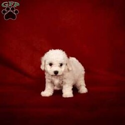 Bertha/Bichon Frise									Puppy/Female	/8 Weeks,The weather outside may be getting colder, but there’s nothing chilly about this little snowball! Little Bertha is a fluffy bundle of joy that you’ll want to snuggle with all winter long.