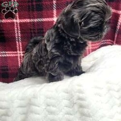 Hazel/Shih Tzu									Puppy/Female	/12 Weeks,Hazel is a very Lively and well socialized puppy. She has a beautiful blue coat plus an AKC registration and is tested with embark. Please contact us to make sweet Hazel your  very own puppy!