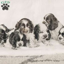 Mona/Cocker Spaniel									Puppy/Female	/8 Weeks,Meet our AKC Cocker Spaniel puppies! They are family raised and love to follow our three year old everywhere! 