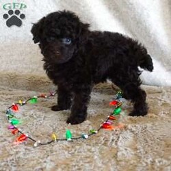 Mindy/Toy Poodle									Puppy/Female	/7 Weeks,Meet the beautiful, Mindy! She is a sweet toy poodle, waiting to find her forever family. She will be approximately 4-6lbs fully grown. She has been well socialized with other dogs, and our children. She is AKC registered, microchipped, and is up to date on shots, and wormer. You need to meet her in person to see how smart & sweet she is. Reach out today to make her yours!