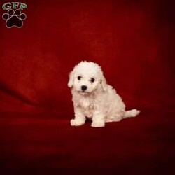 Bertha/Bichon Frise									Puppy/Female	/8 Weeks,The weather outside may be getting colder, but there’s nothing chilly about this little snowball! Little Bertha is a fluffy bundle of joy that you’ll want to snuggle with all winter long.