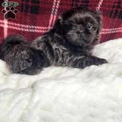 Hazel/Shih Tzu									Puppy/Female	/12 Weeks,Hazel is a very Lively and well socialized puppy. She has a beautiful blue coat plus an AKC registration and is tested with embark. Please contact us to make sweet Hazel your  very own puppy!