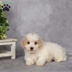 Dean/Bich-Poo									Puppy/Male	/11 Weeks,Say hello to Dean, an adorable Bich-Poo puppy with a heart full of love and a tail that never stops wagging. Dean is the perfect mix of playful energy and cozy snuggle time — he’ll happily chase a toy around the yard, then curl up beside you for a well-deserved nap.
