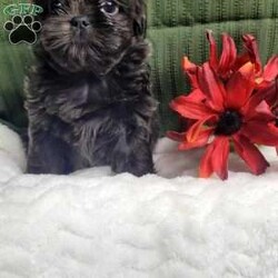 Hazel/Shih Tzu									Puppy/Female	/12 Weeks,Hazel is a very Lively and well socialized puppy. She has a beautiful blue coat plus an AKC registration and is tested with embark. Please contact us to make sweet Hazel your  very own puppy!