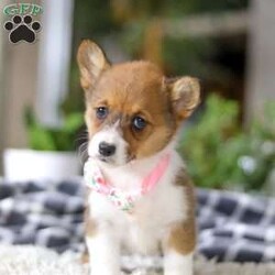 Chloe/Pembroke Welsh Corgi									Puppy/Female	/7 Weeks, With her signature short legs, fluffy coat, and perky ears, she’s the picture of Corgi cuteness. Playful, affectionate, and full of personality, she embodies everything people love about this intelligent and lively breed. After a day of fun and adventure, she’s quick to switch gears and become a cuddle expert, ready to melt your worries away with her warmth and love. Whether she’s chasing toys, exploring the outdoors, or curling up for a cozy nap, her charm is simply irresistible.