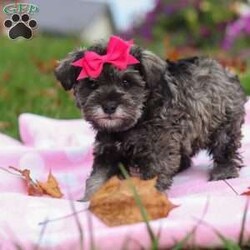 Charity/Miniature Schnauzer									Puppy/Female	/8 Weeks,Charity is a sweet little AKC Miniature Schnauzer with a big heart and an even bigger personality. Her soft, shiny coat and bright, twinkling eyes are impossible to resist, and her playful, friendly nature makes her the kind of puppy everyone falls in love with. Charity enjoys exploring new places, playing with her toys, and curling up for cozy naps — the perfect mix of energy and affection.