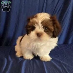 Harper/Shih Tzu									Puppy/Male	/10 Weeks,Harper is a very sweet and well socialized  puppy. He loves to romp and play with his siblings.He has a beautiful  liver, chocolate color.His parents  are approximately  8 #. Please contact us to make sweet  Harper your very own puppy!