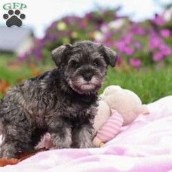 Charity/Miniature Schnauzer									Puppy/Female	/8 Weeks,Charity is a sweet little AKC Miniature Schnauzer with a big heart and an even bigger personality. Her soft, shiny coat and bright, twinkling eyes are impossible to resist, and her playful, friendly nature makes her the kind of puppy everyone falls in love with. Charity enjoys exploring new places, playing with her toys, and curling up for cozy naps — the perfect mix of energy and affection.