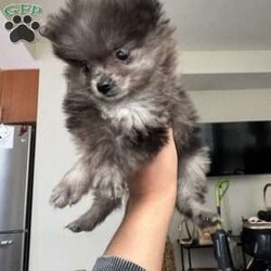 Bluey/Pomeranian									Puppy/Male	/September 19th, 2025,Adorable Teacup Pomeranian Puppy Meet this stunning little bundle of joy — a rare Merle-colored Teacup Pomeranian with the most enchanting one speckled blue eye that’ll melt your heart. Tiny in size but overflowing with personality, this precious pup has a soft, fluffy coat patterned with unique swirls of silver, grey, and lavender blue — no two markings alike! Playful, curious, and full of love, they’re the perfect mix of spunky and snuggly. Whether chasing toys around or curling up in your lap, this baby knows how to make every moment special. Their small size makes them easy to carry and love everywhere you go — truly a pocket-sized best friend with a big heart.