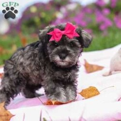 Charity/Miniature Schnauzer									Puppy/Female	/8 Weeks,Charity is a sweet little AKC Miniature Schnauzer with a big heart and an even bigger personality. Her soft, shiny coat and bright, twinkling eyes are impossible to resist, and her playful, friendly nature makes her the kind of puppy everyone falls in love with. Charity enjoys exploring new places, playing with her toys, and curling up for cozy naps — the perfect mix of energy and affection.