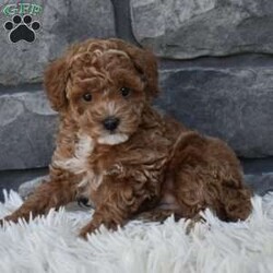 Skittles/Toy Poodle									Puppy/Male	/8 Weeks,I offer a one year health guarantee. Up to date on shots and dewormings. Skittles is well socialized and loves attention. He is great with kids and other pets. I’m looking for a loving indoor home. Shipping options are available anywhere in the US. All Sunday calls are returned on Mondays. Thanks Jon