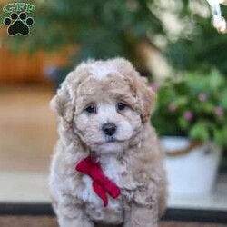 Keith/Maltipoo									Puppy/Male	/9 Weeks,Keith will join his new family vet-checked, microchipped, up to date on vaccines and dewormer, and covered by our one-year health guarantee. If you have any questions or would like to learn more, feel free to call or text Tina Hershberger 