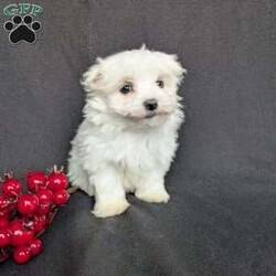 Snowflake- tiny/Maltese									Puppy/Female	/8 Weeks,Snowflake is a one of a kind! The most adorable little Maltese! She is a well socialized and playful pup! She is vet checked and micro- chipped as well as up to date on her vaccinations and dewormer! Call or text Katie today to find out more about this sweetheart!