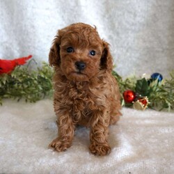 Murphy/Toy Poodle									Puppy/Male	/6 Weeks,Meet the handsome, Murphy! He is a sweet toy poodle, waiting to find his forever family. He has been well socialized with other dogs, and our children. He is AKC registered, microchipped, and is up to date on shots, and wormer. You need to meet him in person to see how smart & sweet he is. Reach out today to make him yours!