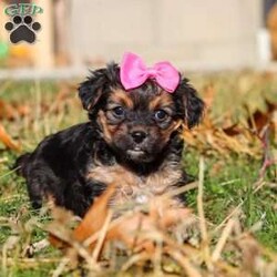 Melody/Yorkie Poo									Puppy/Female	/7 Weeks,I’m an absolutely adorable Yorkiepoo puppy with a sweet personality and more charm than my tiny body can hold. I love to bounce around, snuggle into warm laps, and brighten everyone’s day with my playful energy. My soft, fluffy coat and bright, expressive eyes make me irresistible, and I’m always ready for affection, adventures, and all the cozy cuddles you can give. I may be small, but my heart is overflowing with love—and I can’t wait to share it with my forever family!