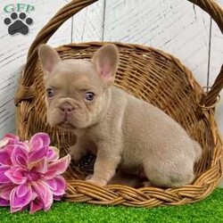 Pollie/French Bulldog									Puppy/Female	/12 Weeks,With her soft coat, captivating blue eyes, and rare newshade and tan coloring, Pollie is a French Bulldog that immediately stands out. She’s a purebred AKC registered Frenchie built with excellent structure, compact frame, and a charming, expressive face that wins everyone over. Details: Birthdate: September 5, 2025 Purebred AKC Registered Color: Newshade & Tan Blue Eyes Microchipped Up to date on all shots and dewormings Comes with a health guarantee Pollie has been raised with care in a family setting, surrounded by love and attention. She’s playful yet gentle, confident yet sweet — the perfect balance for a companion who fits seamlessly into family life. Her outstanding quality and rare color also make her a beautiful prospect for breeders seeking something special. Delivery available right to your door! Contact us today to bring Pollie home: Pollie is the total package — rare genetics, beautiful color, and a friendly personality that makes her impossible not to love.