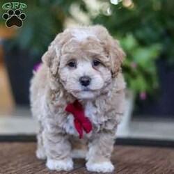 Keith/Maltipoo									Puppy/Male	/9 Weeks,Keith will join his new family vet-checked, microchipped, up to date on vaccines and dewormer, and covered by our one-year health guarantee. If you have any questions or would like to learn more, feel free to call or text Tina Hershberger 