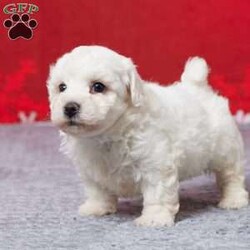 Frosty/Bichon Frise									Puppy/Male	/9 Weeks,Meet sweet little Frosty! A purebred Bichon Frise boy that will fill your home and heart with love. He’s active, playful, and loves both adults and children. He was born on October 18 to Mom Leia and Dad Zuri. Mom weighs 12 lbs and Dad weighs 14 lbs so we expect Frosty to weigh approximately 12 and 14 lbs full grown. Both parents are AKC registered. Frosty is up to date on all his vaccines and dewormer to keep him happy and healthy! A 30 day health guarantee is provided for Frosty. A small bag of food along with his paperwork, and a few essentials will be sent along with Frosty to his new home. If you would like to put a deposit on him or come see him in person or have any questions about him feel free to call or text… and we’ll be happy to help you out! Delivery to your home is available for an additional fee.