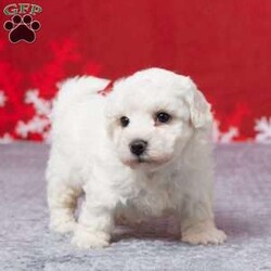 Frosty/Bichon Frise									Puppy/Male	/9 Weeks,Meet sweet little Frosty! A purebred Bichon Frise boy that will fill your home and heart with love. He’s active, playful, and loves both adults and children. He was born on October 18 to Mom Leia and Dad Zuri. Mom weighs 12 lbs and Dad weighs 14 lbs so we expect Frosty to weigh approximately 12 and 14 lbs full grown. Both parents are AKC registered. Frosty is up to date on all his vaccines and dewormer to keep him happy and healthy! A 30 day health guarantee is provided for Frosty. A small bag of food along with his paperwork, and a few essentials will be sent along with Frosty to his new home. If you would like to put a deposit on him or come see him in person or have any questions about him feel free to call or text… and we’ll be happy to help you out! Delivery to your home is available for an additional fee.