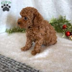 Murphy/Toy Poodle									Puppy/Male	/6 Weeks,Meet the handsome, Murphy! He is a sweet toy poodle, waiting to find his forever family. He has been well socialized with other dogs, and our children. He is AKC registered, microchipped, and is up to date on shots, and wormer. You need to meet him in person to see how smart & sweet he is. Reach out today to make him yours!