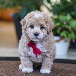 Keith/Maltipoo									Puppy/Male	/9 Weeks,Keith will join his new family vet-checked, microchipped, up to date on vaccines and dewormer, and covered by our one-year health guarantee. If you have any questions or would like to learn more, feel free to call or text Tina Hershberger 