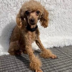 Murphy/Toy Poodle									Puppy/Male	/6 Weeks,Meet the handsome, Murphy! He is a sweet toy poodle, waiting to find his forever family. He has been well socialized with other dogs, and our children. He is AKC registered, microchipped, and is up to date on shots, and wormer. You need to meet him in person to see how smart & sweet he is. Reach out today to make him yours!