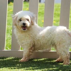 Keith/Maltipoo									Puppy/Male	/9 Weeks,Keith will join his new family vet-checked, microchipped, up to date on vaccines and dewormer, and covered by our one-year health guarantee. If you have any questions or would like to learn more, feel free to call or text Tina Hershberger 