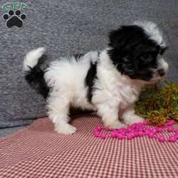 Dazel/Havanese									Puppy/Female	/7 Weeks,Hi, im a Havanese puppy. I am looking forward to meeting you! I am up to date with my immunizations, my wormer medications, and I have a Micro-chip so that I can be easily identified if I ever become lost! 