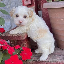 Dixie/Havanese									Puppy/Female	/10 Weeks,Meet Dixie – The Cream & White Havanese Sweetheart! Dixie is a purebred AKC registered Havanese puppy with a soft cream and white coat and a gentle, loving expression that’s impossible to resist. She’s full of personality — playful, affectionate, and eager to bring smiles wherever she goes. Details: • Birthdate: September 15, 2025 • Color: Cream & White • AKC Registered • Microchipped • Up to date on all shots & dewormings • Comes with a health guarantee Dixie has been family raised and well socialized, giving her a confident and friendly temperament that makes her a wonderful fit for any home. Whether you’re looking for a playful companion or a loyal little friend, she’s ready to be by your side. Delivery available right to your door! Contact us today to get your new family member. Dixie is a darling Havanese girl who’s sure to capture hearts and fill your home with love and joy.