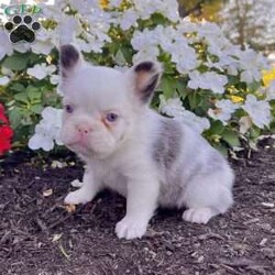 Ritsy/French Bulldog									Puppy/Female	/12 Weeks,Introducing Ritsy, a stunning purebred AKC registered blue Merle and white “husky koi” colored fluffy French Bulldog with mesmerizing blue eyes and a beautifully soft coat. Her rare pattern, compact build, and sweet face make her a true standout — she’s the kind of Frenchie that captures attention everywhere she goes. Details: Birthdate: September 3, 2025 Purebred AKC Registered Color: Blue Merle & White “Husky Koi” Blue Eyes Microchipped Up to date on all shots and dewormings Comes with a health guarantee Raised in a loving family environment, Ritsy is well socialized, playful, and affectionate. She has the perfect blend of beauty, quality, and personality — making her an excellent choice for both families and breeders seeking something special. Delivery is available right to your door! Contact us today to bring Rosa home: Ritsy is a rare beauty with the structure, color, and temperament that make her truly exceptional. Don’t miss your chance to make her part of your family!