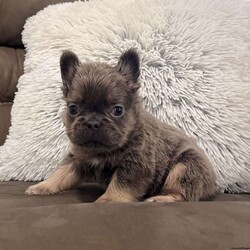 Bobby/French Bulldog									Puppy/Male	/8 Weeks,  Say hello to Bobby, a gorgeous purebred lilac & tan fluffy French Bulldog with the sweetest little face and a soft, plush coat that makes him absolutely irresistible! His color, structure, and fluffy coat make him a standout puppy with exceptional quality. Details About Bobby: • Purebred French Bulldog • Rare Lilac & Tan Fluffy coat • AKC Registered • Born: October 2, 2025 • Microchipped for safety • Vet-checked, current on vaccinations & dewormings • Comes with a full health guarantee • Raised in a loving family home and well socialized Bobby has a calm, cuddly personality and loves being held. He’s already used to people and daily handling, making him a wonderful fit for families, breeders, or anyone wanting a high-quality Frenchie companion. Ready to add Bobby to your home? Contact us today!